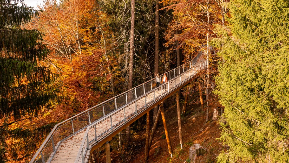 Bild des Baumwipfelpfads